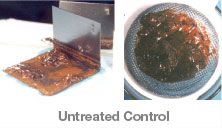 Untreated Control